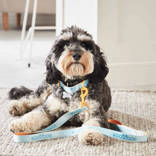 Disney Nouveaux Produits Collier Et Laisse Pour Chien Mickey 4 Disney Nouveaux Produits Collier Et Laisse Pour Chien Mickey – Image 2