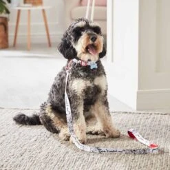 Disney Nouveau Collier Pour Chien Les 101 Dalmatiens -Disney 6504051700029M 2